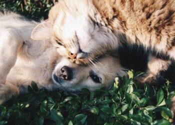 Pesquisa revela as principais causas de atendimentos clínicos de cães e gatos