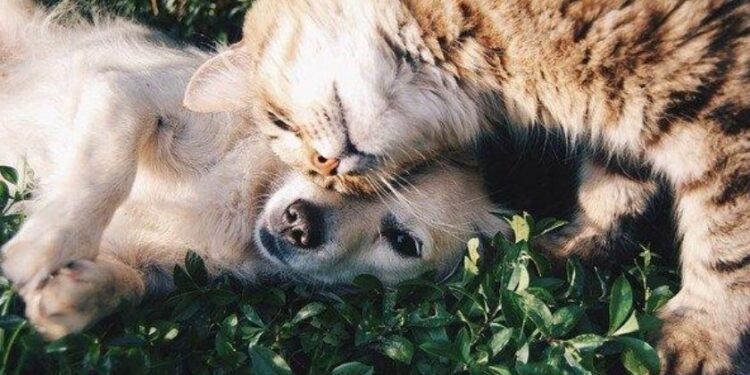 Pesquisa revela as principais causas de atendimentos clínicos de cães e gatos