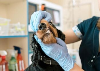 Veterinária alerta sobre intoxicação de animais