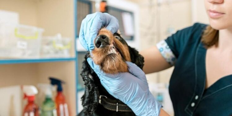 Veterinária alerta sobre intoxicação de animais
