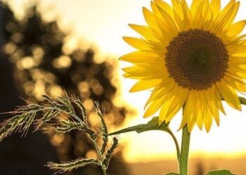 Biólogo indica espécies de flores para cultivar em casa