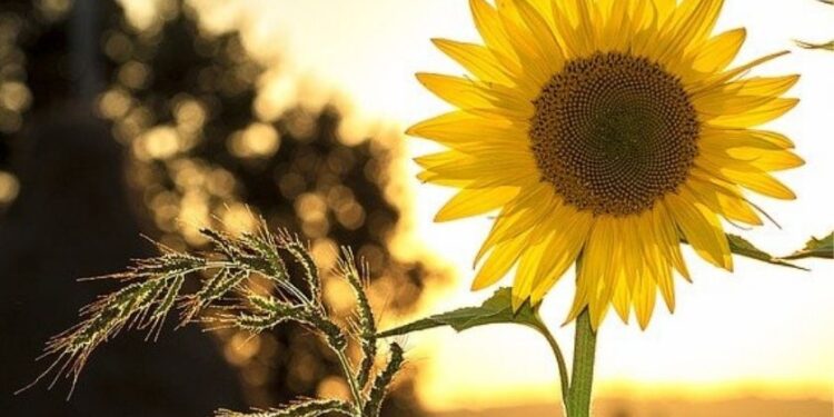 Biólogo indica espécies de flores para cultivar em casa