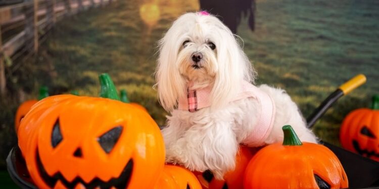 Shopping Vila Olímpia entra em clima de Halloween com espaços instagramáveis