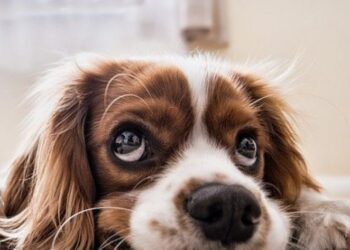 Hospital Veterinário inaugura sala de vacinação