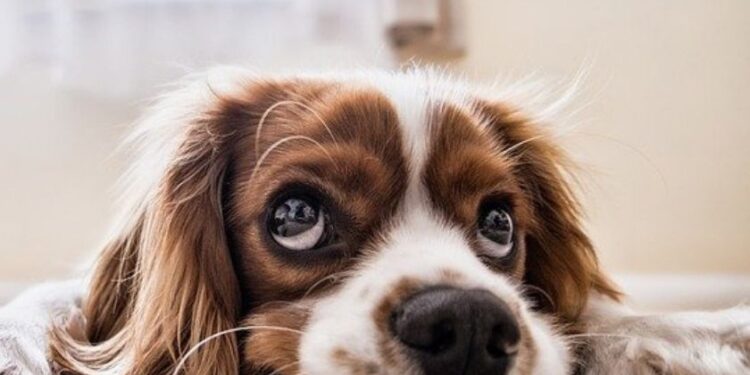 Hospital Veterinário inaugura sala de vacinação